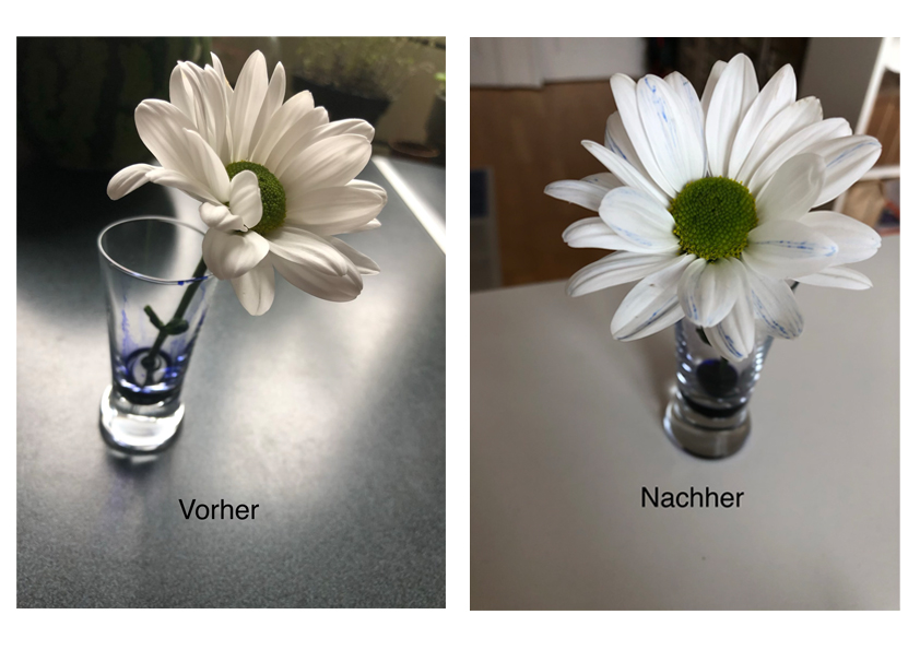 Blütenversuch zusammen