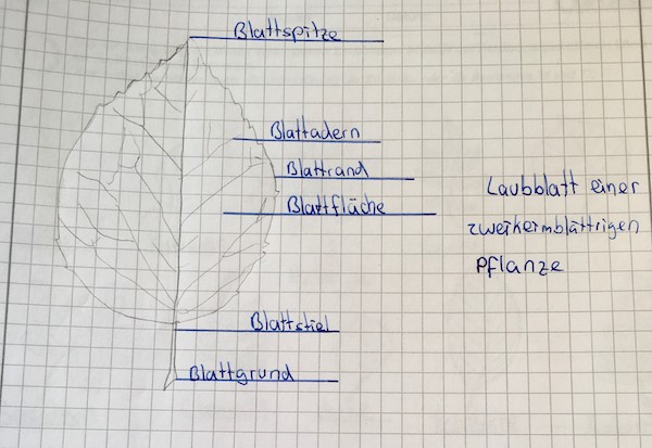 Laubblatt 6e MG