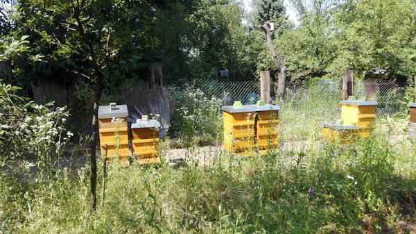 Schulgarten 3